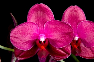 Phalaenopsis Haur Jih Fancy Kayla AM/AOS 86 pts.